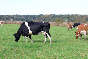 Cows graze in the pasture. Agriculture. Cattle breeding.