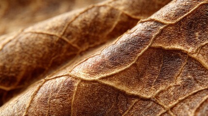 Close-Up of Brown Leaf Texture with Intricate Veins