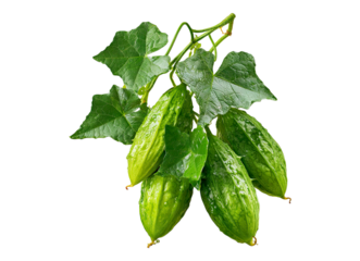 Ivy Gourd Vegetables