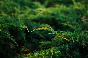 Close up of green pine leaves