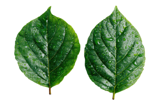 Two Green Leaves with Water Droplets Nature Beauty isolated on a transparent background