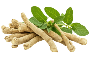 Dried Angelica Root Herbal Medicine Plant Roots Green Leaves Natural Remedy isolated on a transparent background