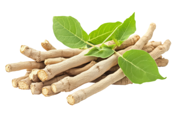 Ashwagandha roots and leaves Ayurvedic herb natural medicine isolated on a transparent background