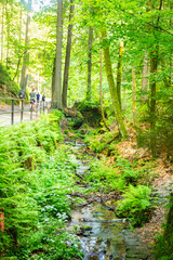 Scenic forest trail leading to the famous Bastei Bridge in Saxon Switzerland, Germany. Surrounded by lush greenery, sandstone cliffs and a small dam, this popular route offers pure hiking charm