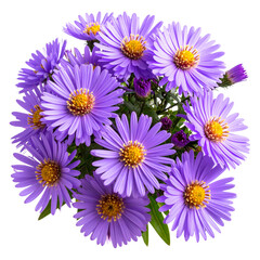 Fototapeta premium Elegant Purple Aster Flower Cluster Without Background, PNG Cutout