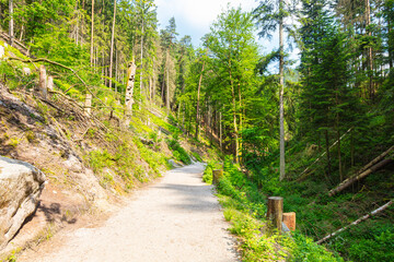 Scenic forest trail leading to the famous Bastei Bridge in Saxon Switzerland, Germany. Surrounded by lush greenery, sandstone cliffs and a small dam, this popular route offers pure hiking charm