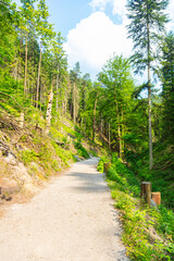 Scenic forest trail leading to the famous Bastei Bridge in Saxon Switzerland, Germany. Surrounded by lush greenery, sandstone cliffs and a small dam, this popular route offers pure hiking charm