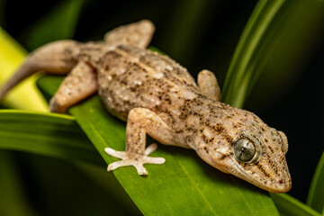 Small gecko resting on a bright green leaf in its natural environment. Its scientific name is Tarentola angustimental