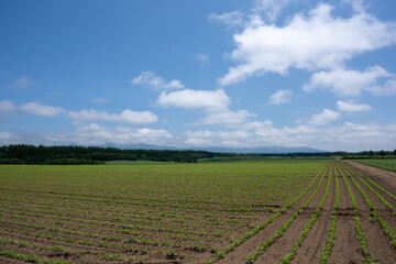 日本の北海道の道東のとても美しい風景
