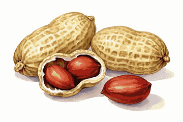 Humble Shells peanuts isolated watercolor vector illustration svg