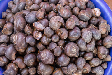 Freshwater Snails for Sale at a Southeast Asian Market