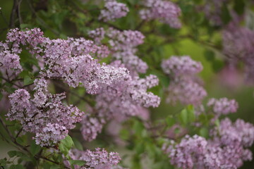 開花し始めたピンク色のライラック