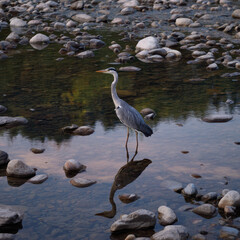 Obraz premium Heron Bird Standing on Rocky Riverbed in Clear Water