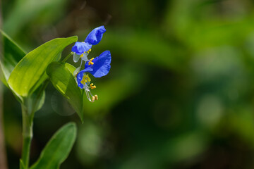 梅雨明けのツユクサ01