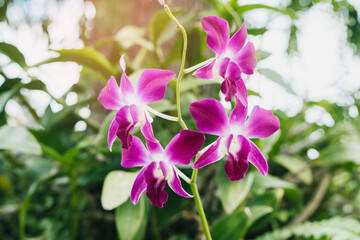 Purple Orchids. Vibrant Purple Orchids Blooming Amidst Lush Greenery in a Tropical Garden Setting