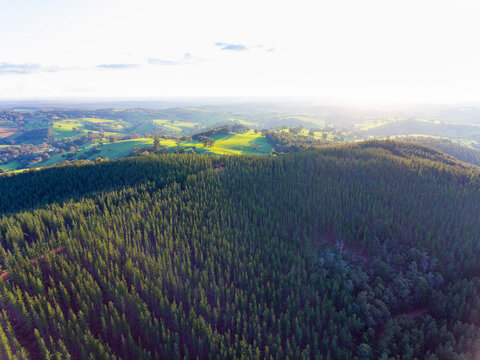 Aerial view over pine plantation towards rolling green farmland