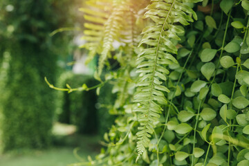 Lush green foliage with fern fronds and climbing plants in a sunny outdoor garden setting for...