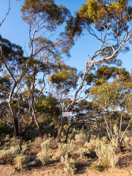 sign declaring no camping in this area nailed to mallee tree with saltbush undergrowth