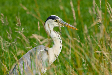 grey heron (Ardea cinerea) hides quietly among tall grass while searching for food