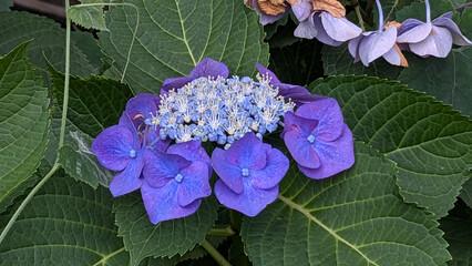 アジサイ