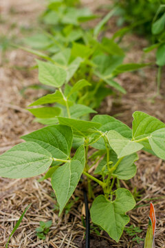 Bean plants growing in backyard vegetable garden