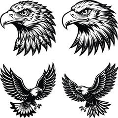 eagle vector illustration