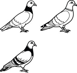vector set of birds