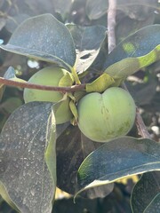 Unripe green persimmons growing on a tree branch among large dark green leaves. Agricultural and...