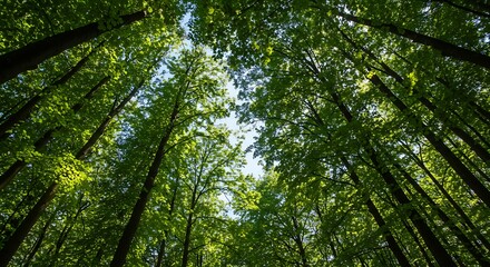 Upward View of Lush Green Forest Canopy Reaching Towards the Sky