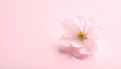 Single cherry blossom, Generated image