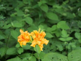 草地にカンゾウの花が咲いている