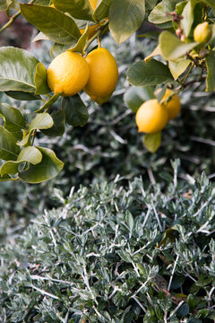Close up of lemon tree and lemons in a garden