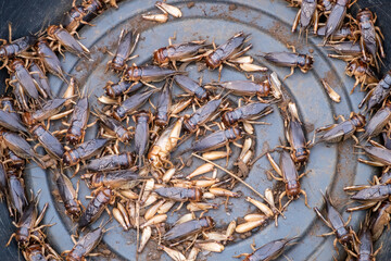 Asian Street Food. Edible Insects on Display at Street Market