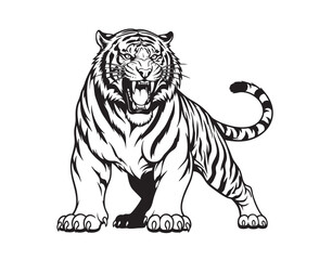 Vector illustration of a majestic tiger standing with an aggressive roar. Wildlife Animals.