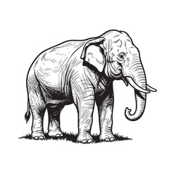 Vector illustration of an Asian Elephant, majestic and powerful. Wildlife Animals.