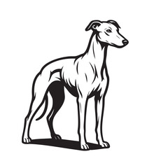 Vector illustration of a sleek Whippet dog standing in profile. Pet.