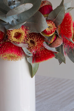 White vase of eucalyptus macrocarpa flowers and leaves
