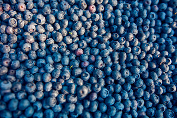 Freshly picked organic blueberries in fruit crates prepared for selling on a market.