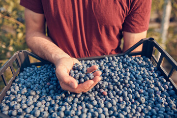 Farmer picking fresh blueberries on a farm.