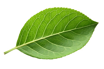 Obraz premium Vibrant Green Leaf Nature's Freshness, Isolated on White Background