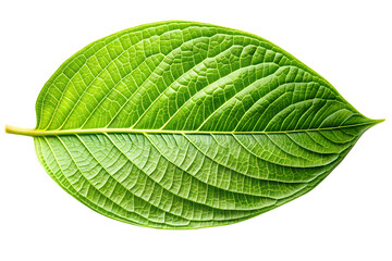 Obraz premium Vibrant Green Leaf Detailed Close-Up of Lush Foliage Texture