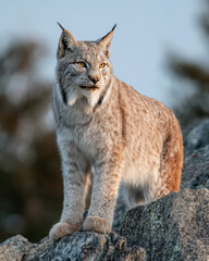 Obraz premium Alert Lynx on Granite Rock in Mountain Setting