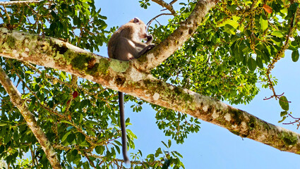 Long-tailed macaque perched high in a lush tree canopy.