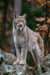 Obraz premium Lynx in Alert Posture on Rocky Forest Terrain
