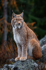 Naklejka premium Lynx in Alert Posture on Rocky Forest Terrain