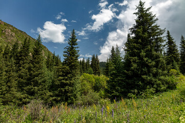 pine trees in the mountains