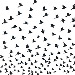 A stunning collection of black bird silhouettes captured in various stages of flight, creating a dynamic and elegant pattern against a clean white background. This versatile image perfectly symbolizes