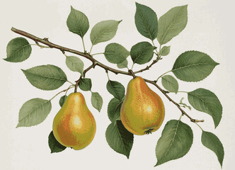 Velvet Pears pear tree isolated watercolor vector illustration svg