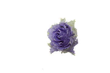 Flower on a white background