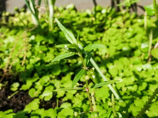Close-up of a green plant with slender leaves and tiny white flowers, growing amidst a blurred carpet of lush, small green foliage under bright sunlight. Nature's vibrant detail.